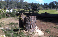 tree removal adelaide