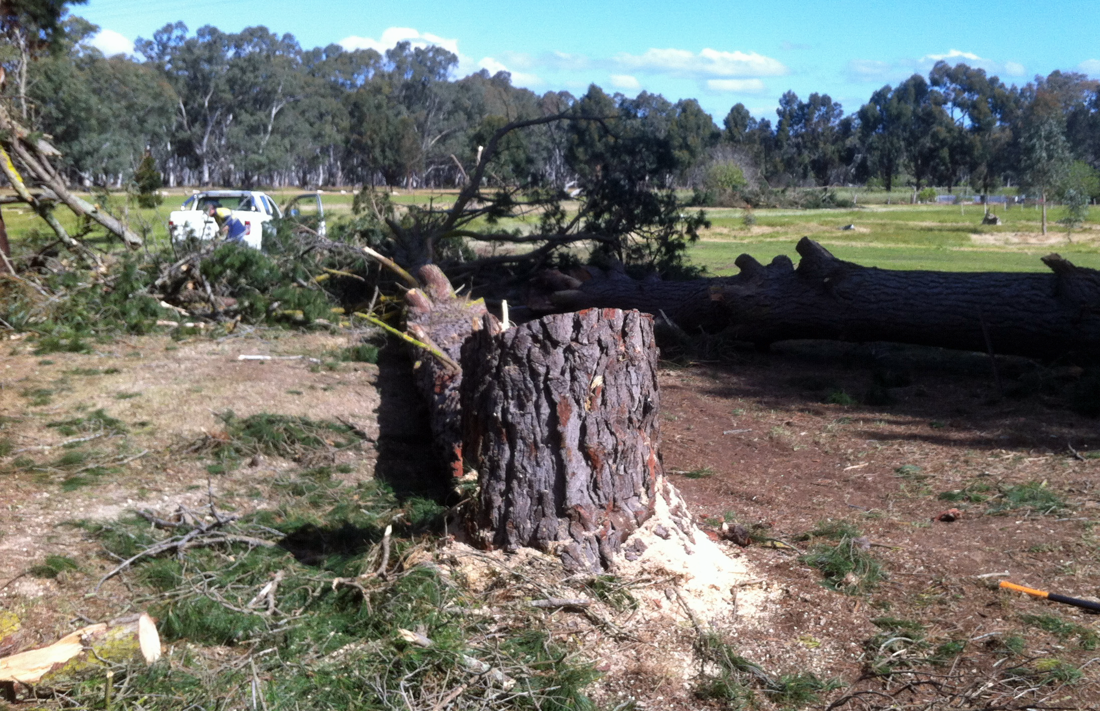 tree removal adelaide